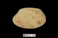 藏品(蝴蝶錦蛤)的圖片